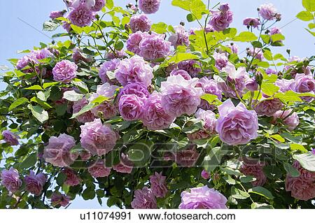 Stock Image - Rose. Fotosearch