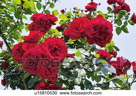 Stock Image - Rose. Fotosearch