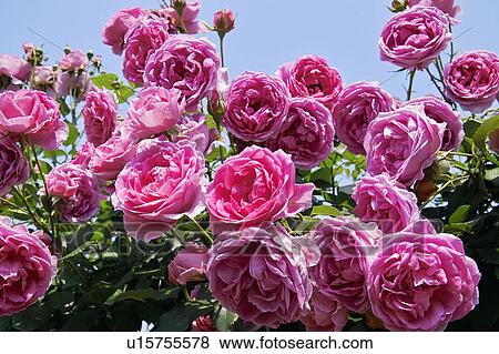 Rose View Large Photo Image Stock Photo - Rose. Fotosearch
