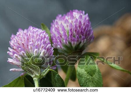 Stock Photo - Trifolium pratense. Fotosearch