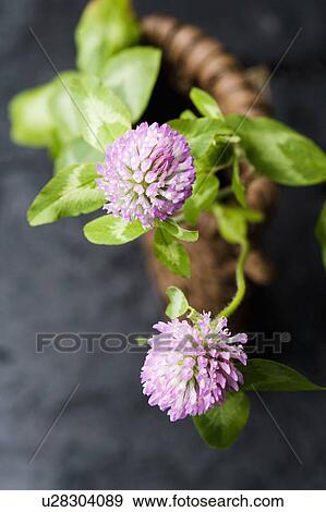 Stock Photo - Trifolium pratense. Fotosearch