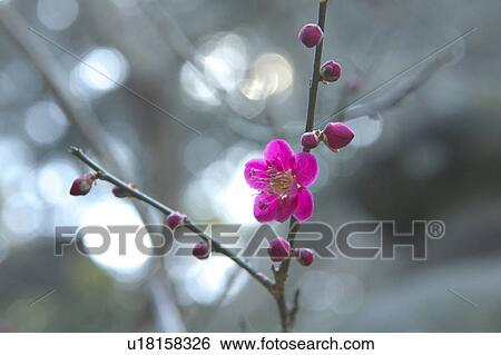 Stock Photograph - Ume. Fotosearch