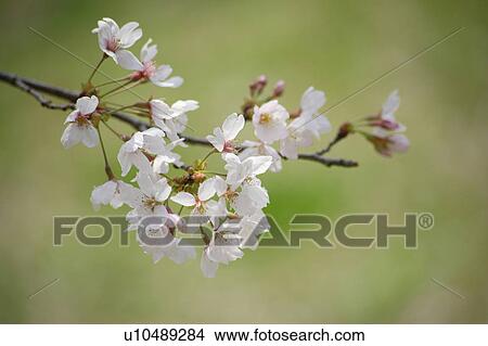 Picture - Cherry blossoms. Fotosearch