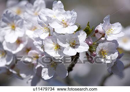 Cherry blossoms View Large Photo Image Picture - Cherry blossoms. Fotosearch