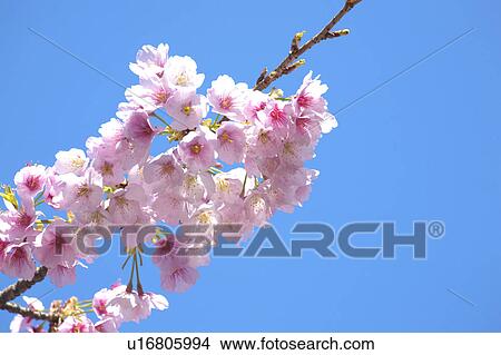 Picture - Cherry blossoms. Fotosearch