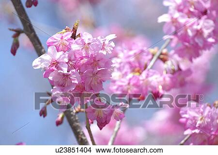 Picture - Cherry blossoms. Fotosearch