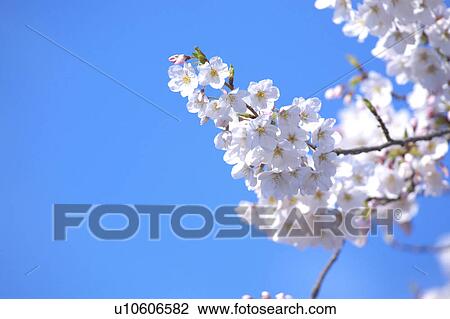 Cherry blossoms View Large Photo Image Stock Image - Cherry blossoms. Fotosearch