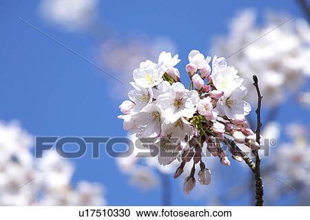 Cherry blossoms View Large Photo Image Stock Image - Cherry blossoms. Fotosearch