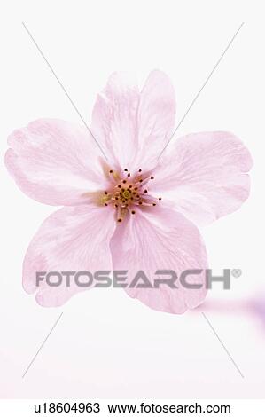 Stock Image - Cherry blossoms. Fotosearch