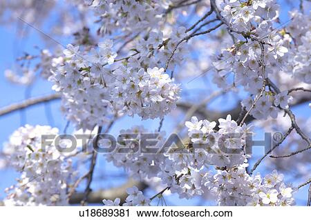 Stock Image - Cherry blossoms. Fotosearch