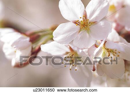 Stock Image - Cherry blossoms. Fotosearch