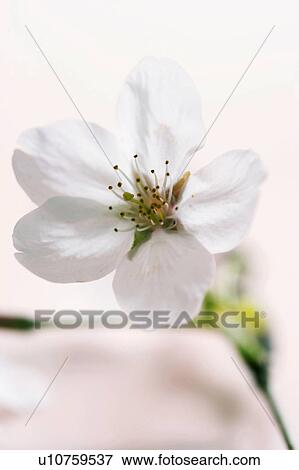 Stock Photo - Cherry blossoms. Fotosearch