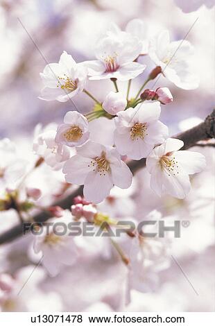Cherry blossoms View Large Photo Image Stock Photo - Cherry blossoms. Fotosearch