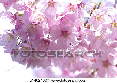 Stock Photo - Cherry blossoms. Fotosearch