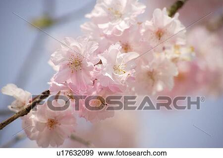 Stock Photo - Cherry blossoms. Fotosearch