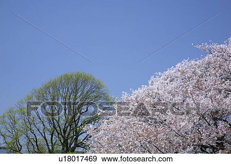 Cherry blossoms View Large Photo Image Stock Photo - Cherry blossoms. Fotosearch