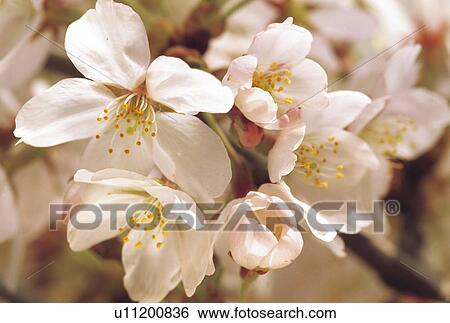 Cherry blossoms View Large Photo Image Stock Photograph - Cherry blossoms. Fotosearch