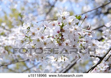 Stock Photograph - Cherry blossoms. Fotosearch