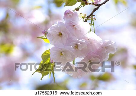 Stock Photograph - Cherry blossoms. Fotosearch