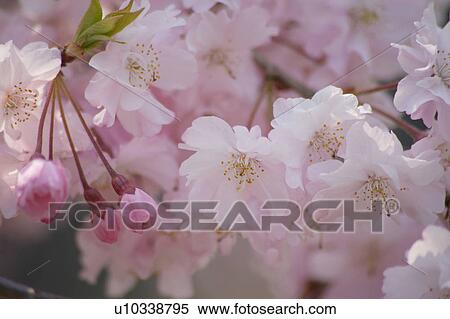Stock Photography - Cherry blossoms. Fotosearch