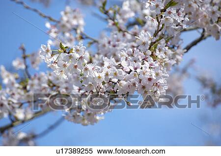 Stock Photography - Cherry blossoms. Fotosearch