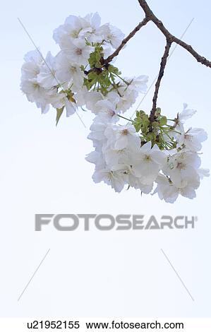 Stock Photography - Cherry blossoms. Fotosearch