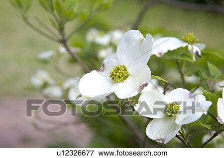 Dogwood View Large Photo Image Stock Photo - Dogwood. Fotosearch