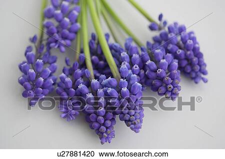 Stock Image - Muscari. Fotosearch