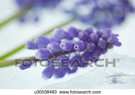 Stock Image - Muscari. Fotosearch