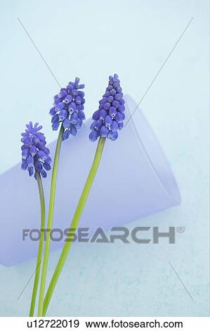 Stock Photo - Muscari. Fotosearch