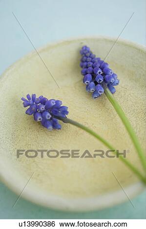 Stock Photograph - Muscari. Fotosearch