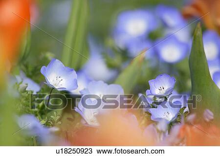 Stock Image - Nemophila. Fotosearch