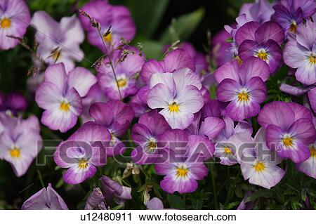 Stock Image - Pansy. Fotosearch