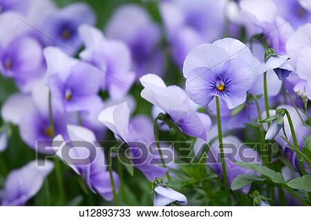 Stock Image - Pansy. Fotosearch