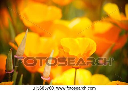 Poppy View Large Photo Image Stock Image - Poppy. Fotosearch