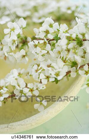 Stock Image - Spiraea thunbergii. Fotosearch
