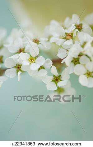Stock Image - Spiraea thunbergii. Fotosearch