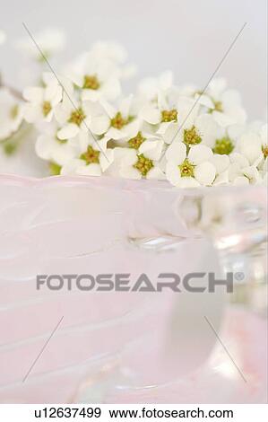 Spiraea thunbergii View Large Photo Image Stock Photo - Spiraea thunbergii. Fotosearch