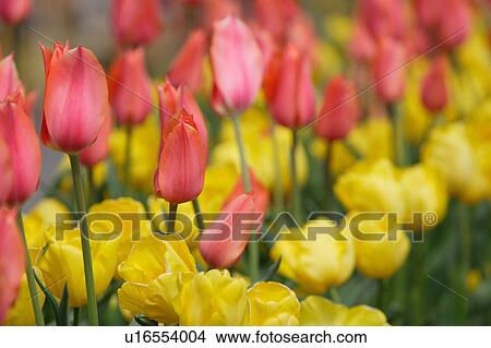 Tulip View Large Photo Image Picture - Tulip. Fotosearch