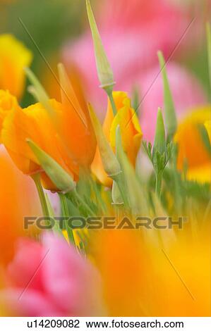 Tulip View Large Photo Image Stock Image - Tulip. Fotosearch