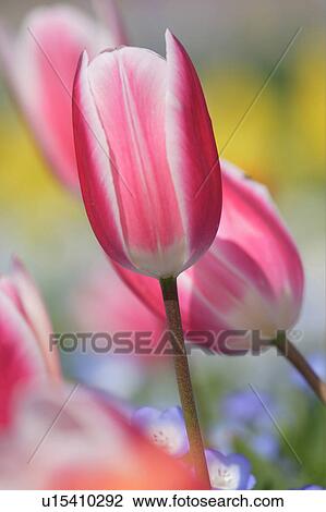 Stock Image - Tulip. Fotosearch