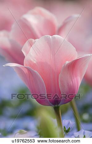 Tulip View Large Photo Image Stock Image - Tulip. Fotosearch