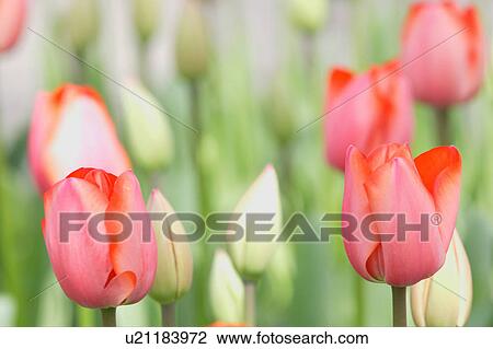 Stock Image - Tulip. Fotosearch