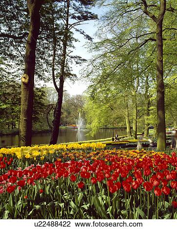 Stock Image - Tulip. Fotosearch