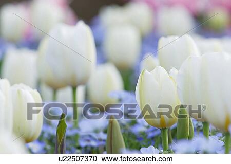 Tulip View Large Photo Image Stock Image - Tulip. Fotosearch