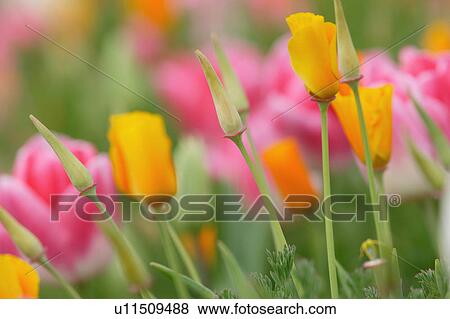 Stock Photo - Tulip. Fotosearch