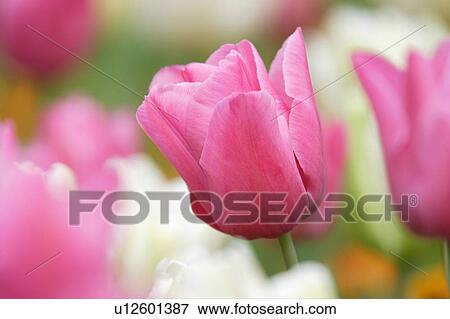 Tulip View Large Photo Image Stock Photo - Tulip. Fotosearch