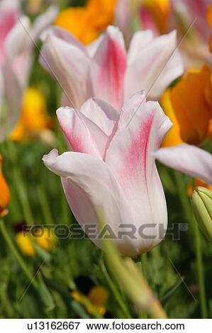 Stock Photo - Tulip. Fotosearch