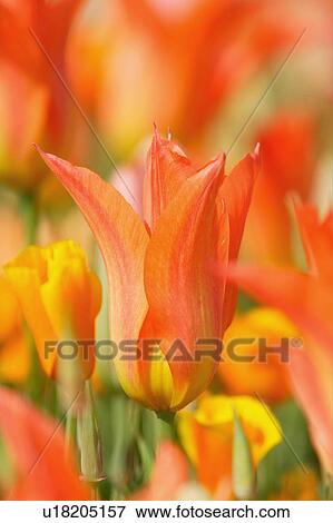 Stock Photo - Tulip. Fotosearch