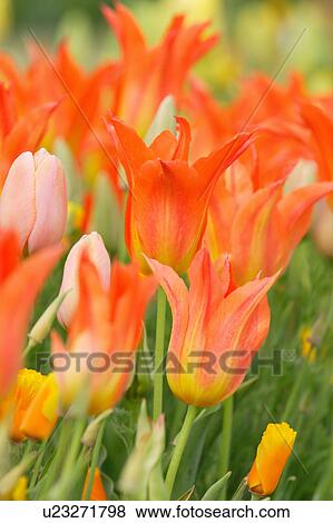 Tulip View Large Photo Image Stock Photo - Tulip. Fotosearch